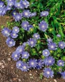 Stokesia laevis Kornblumenaster Blau Bild 3