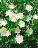 Stokesia laevis Kornblumenaster Blau Bild 5