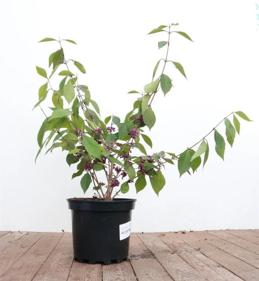 Pflanzen für Dich Liebesperlenstrauch Callicarpa bodinieri Profusion - Bild 2
