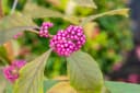 Pflanzen für Dich Liebesperlenstrauch Callicarpa bodinieri Profusion Bild 3