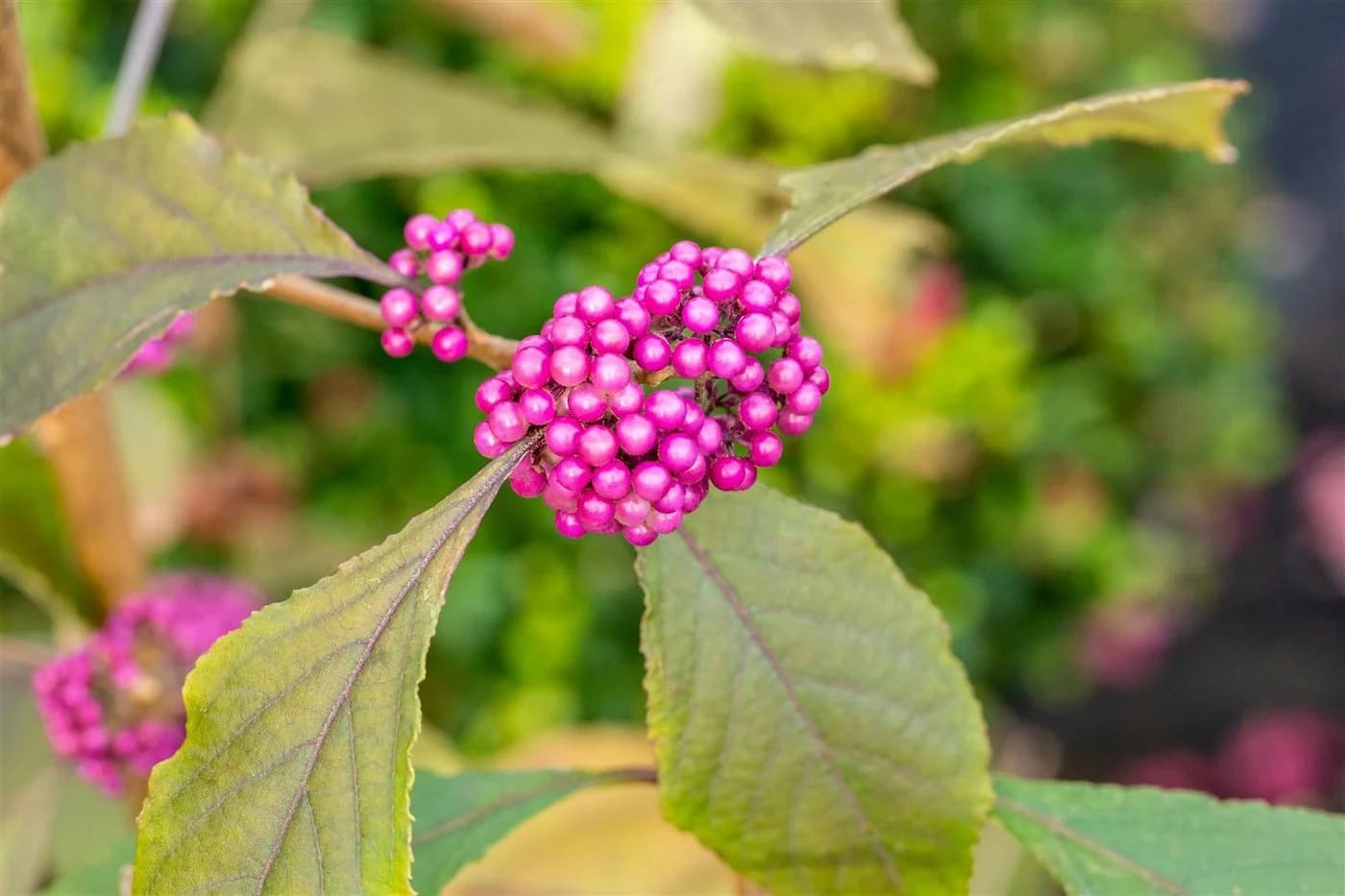 Pflanzen für Dich Liebesperlenstrauch Callicarpa bodinieri Profusion - Bild 3