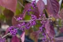 Pflanzen für Dich Liebesperlenstrauch Callicarpa bodinieri Profusion Bild 4