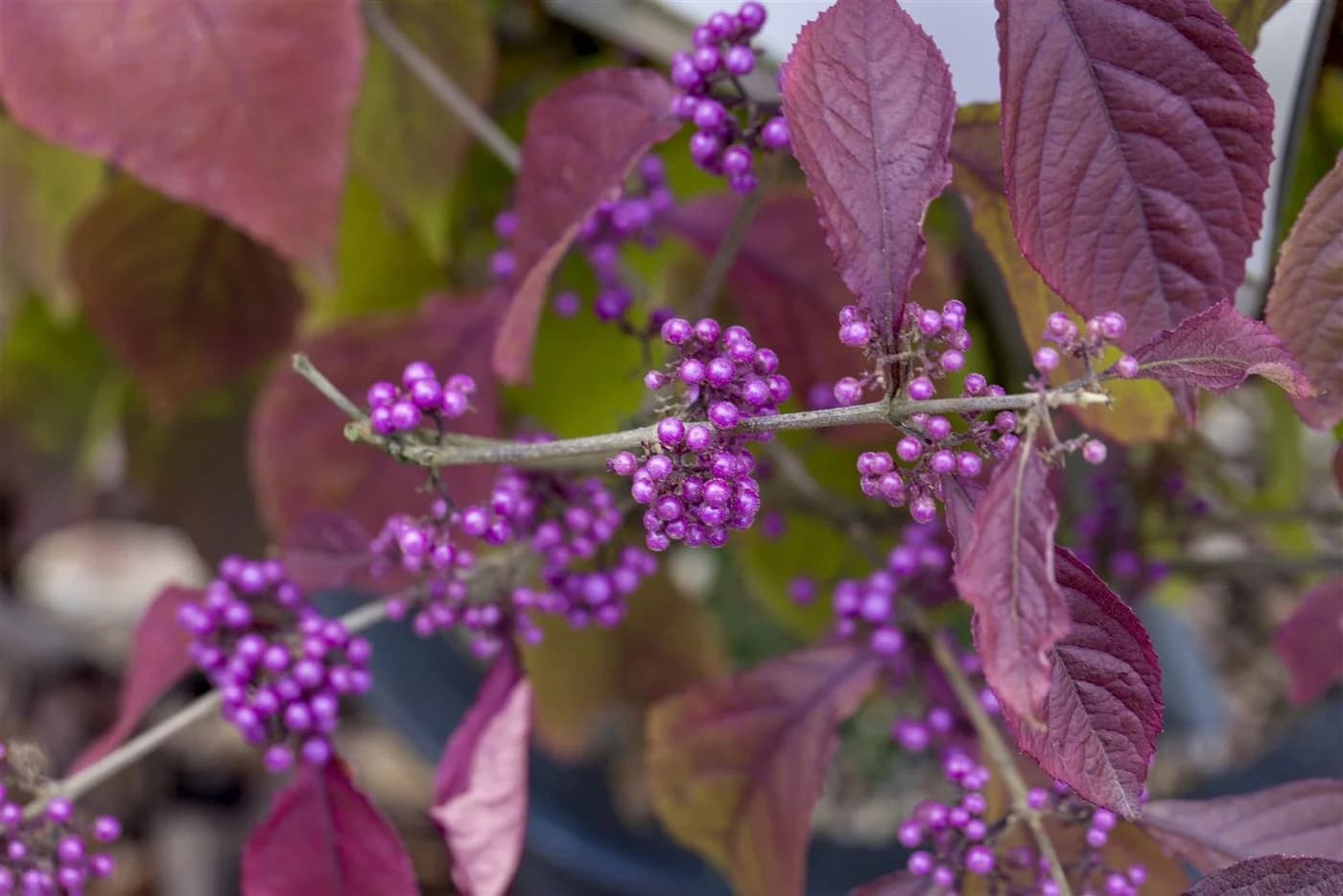 Pflanzen für Dich Liebesperlenstrauch Callicarpa bodinieri Profusion - Bild 4