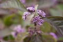 Pflanzen für Dich Liebesperlenstrauch Callicarpa bodinieri Profusion Bild 5