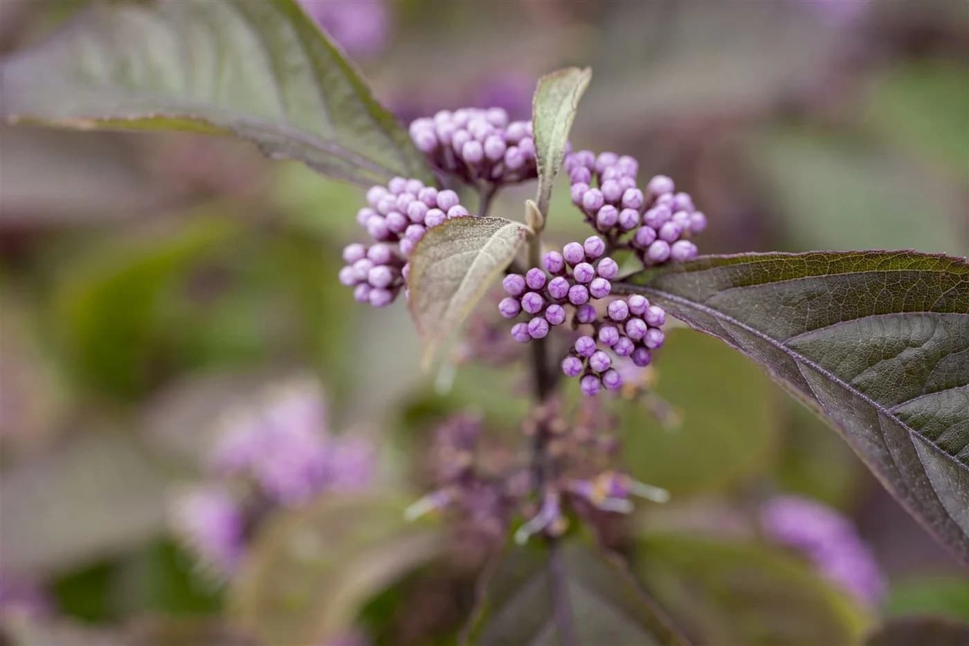 Pflanzen für Dich Liebesperlenstrauch Callicarpa bodinieri Profusion - Bild 5