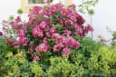 Pflanzen für Dich Rosa Mozart Rose Bild 1