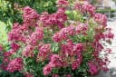 Pflanzen für Dich Rosa Mozart Rose Bild 2