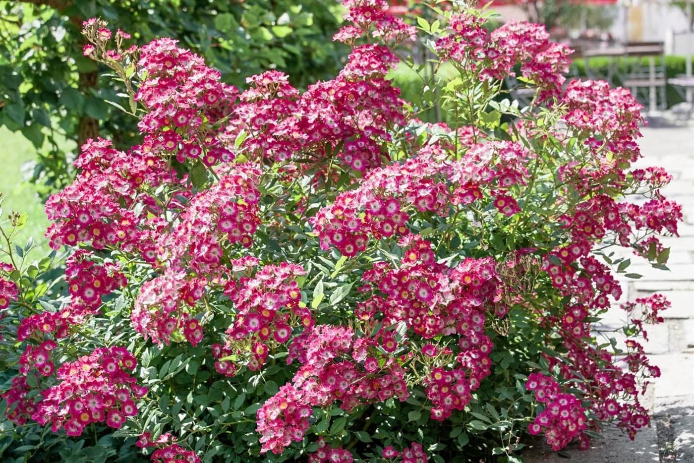 Pflanzen für Dich Rosa Mozart Rose - Bild 2