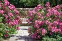 Pflanzen für Dich Rosa Mozart Rose Bild 3