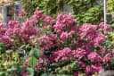 Pflanzen für Dich Rosa Mozart Rose Bild 4