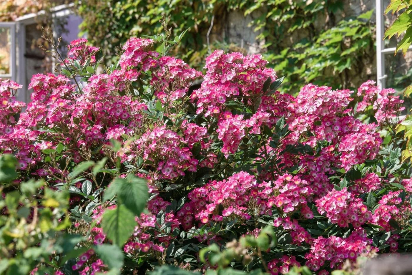 Pflanzen für Dich Rosa Mozart Rose - Bild 4