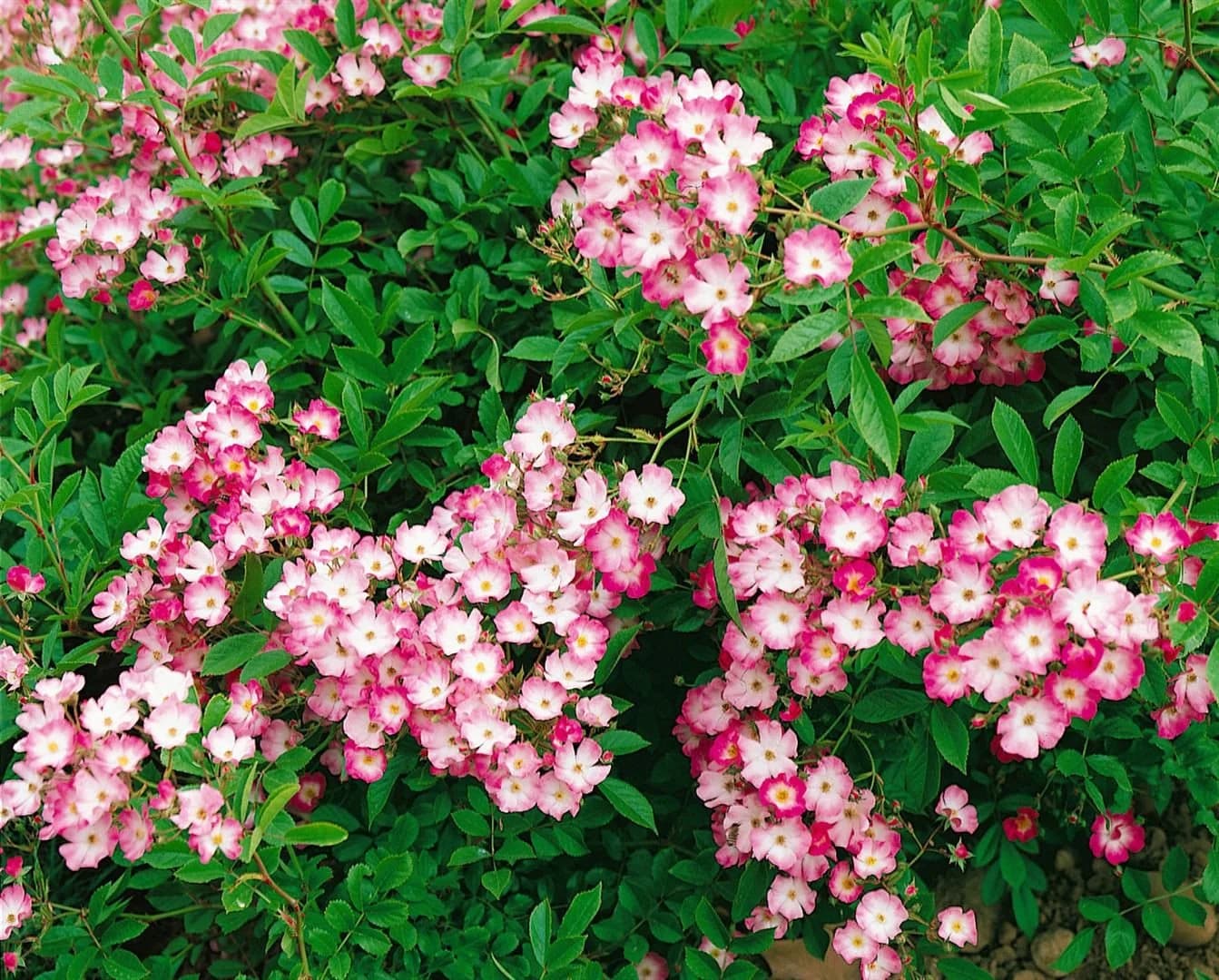 Pflanzen für Dich Rosa Mozart Rose - Bild 5