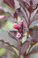 Pflanzen für Dich Weigela florida Victoria - Purpur-Weigelie mit rosa Blüten Bild 1