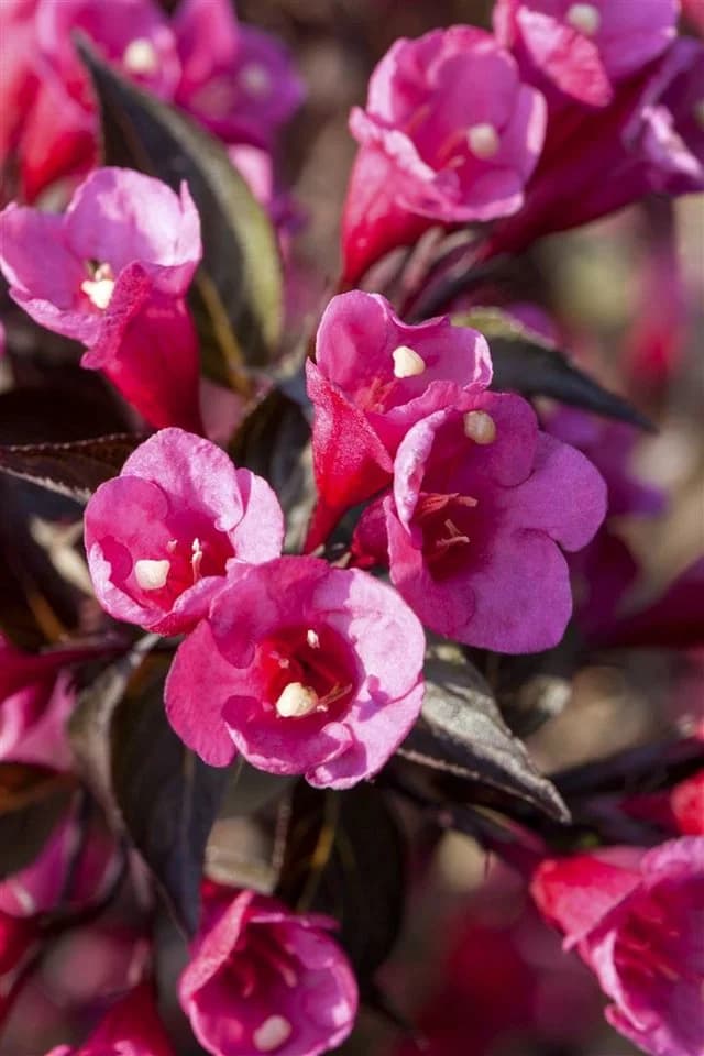 Pflanzen für Dich Weigela florida Victoria - Purpur-Weigelie mit rosa Blüten - Bild 3