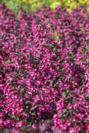 Pflanzen für Dich Weigela florida Victoria - Purpur-Weigelie mit rosa Blüten Bild 5