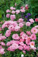 Pflanzen für Dich Rose Rosa Sommerwind Bodendecker Bild 1