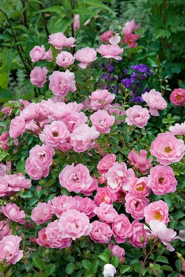Pflanzen für Dich Rose Rosa Sommerwind Bodendecker