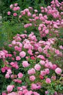 Pflanzen für Dich Rose Rosa Sommerwind Bodendecker Bild 2
