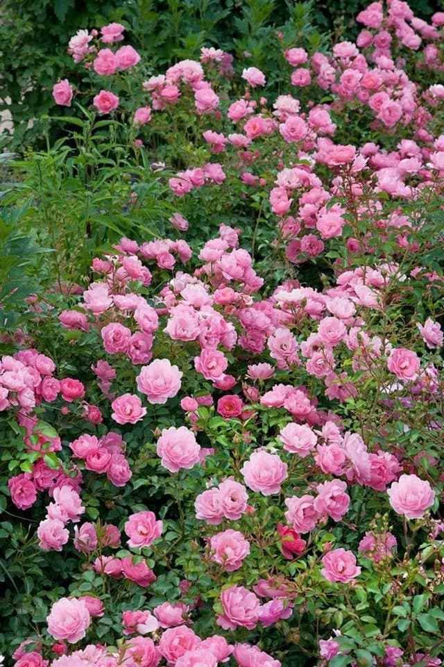 Pflanzen für Dich Rose Rosa Sommerwind Bodendecker - Bild 2