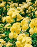 Pflanzen für Dich Rose Rosa Golden Border Goldgelb Bild 2