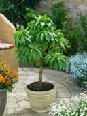 Prunus persica var. nucipersica 'Zwergnektarine' 60 cm Bild 1
