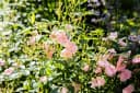 Pflanzen für Dich Rose Rosa 'The Fairy' Polyantha Bild 1