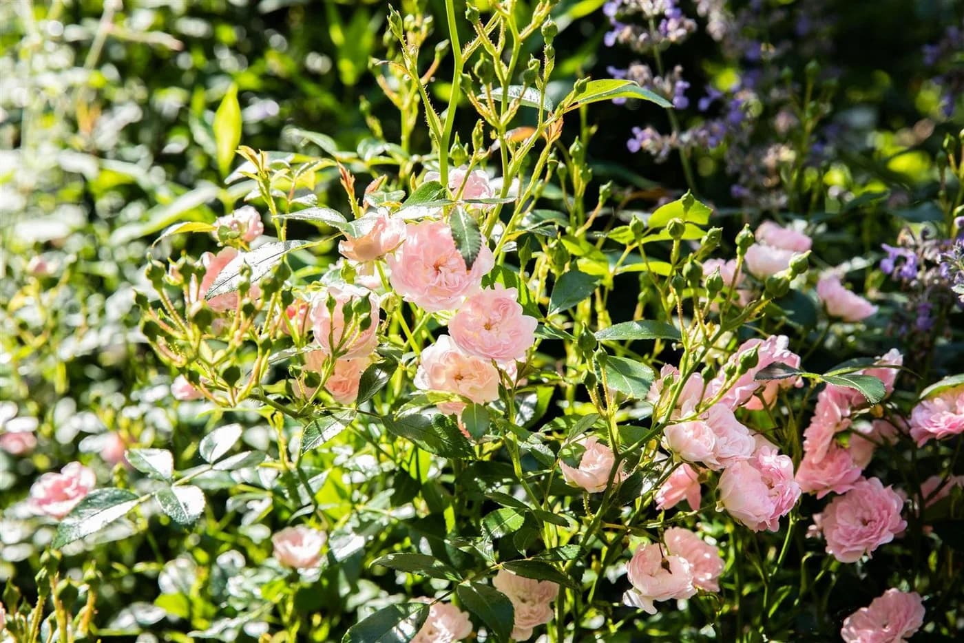 Pflanzen für Dich Rose Rosa 'The Fairy' Polyantha
