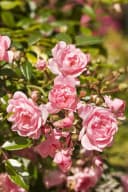 Pflanzen für Dich Rose Rosa 'The Fairy' Polyantha Bild 2