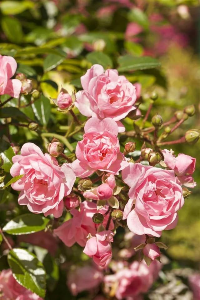 Pflanzen für Dich Rose Rosa 'The Fairy' Polyantha - Bild 2