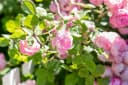 Pflanzen für Dich Rose Rosa 'The Fairy' Polyantha Bild 3