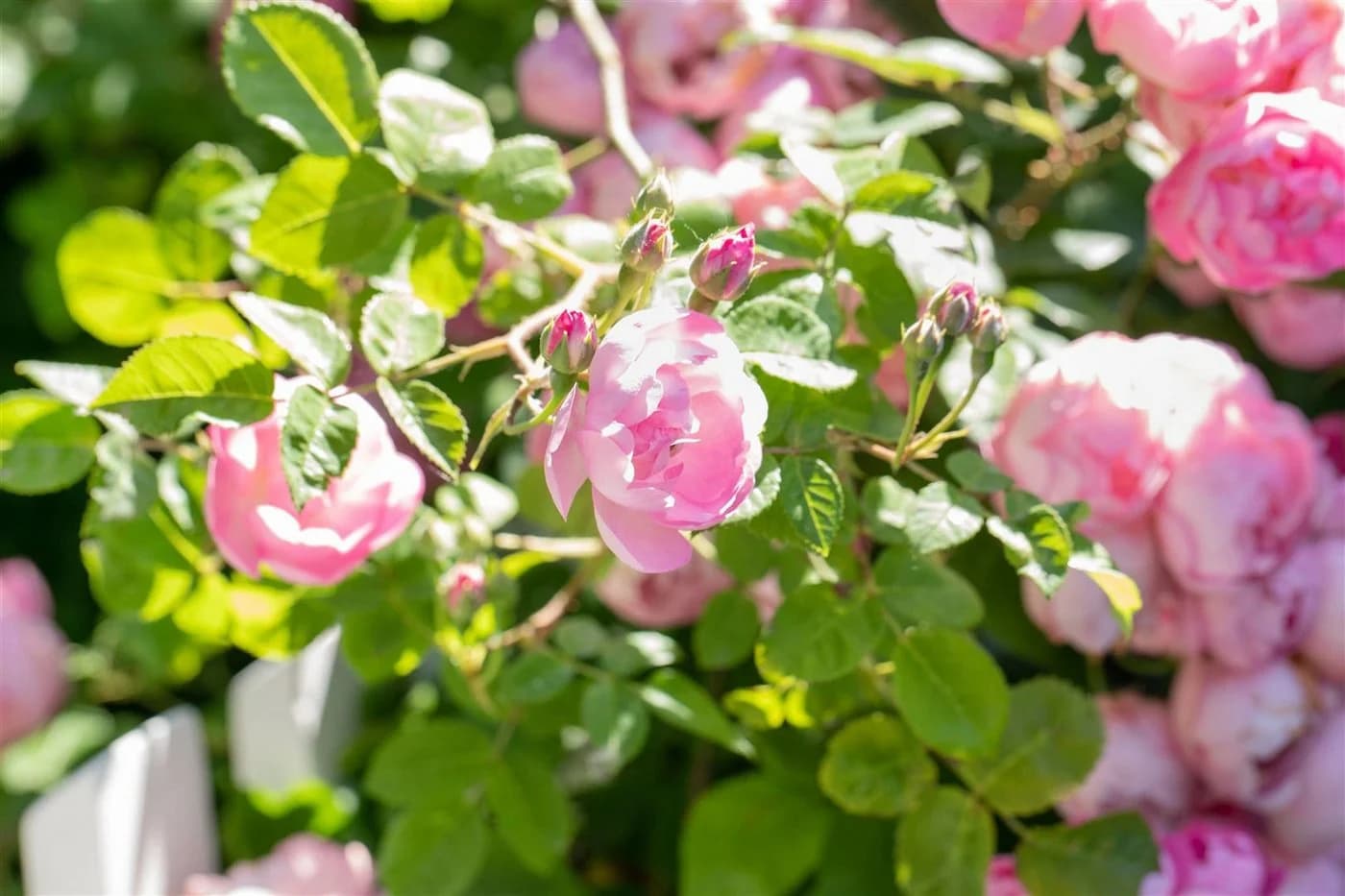 Pflanzen für Dich Rose Rosa 'The Fairy' Polyantha - Bild 3