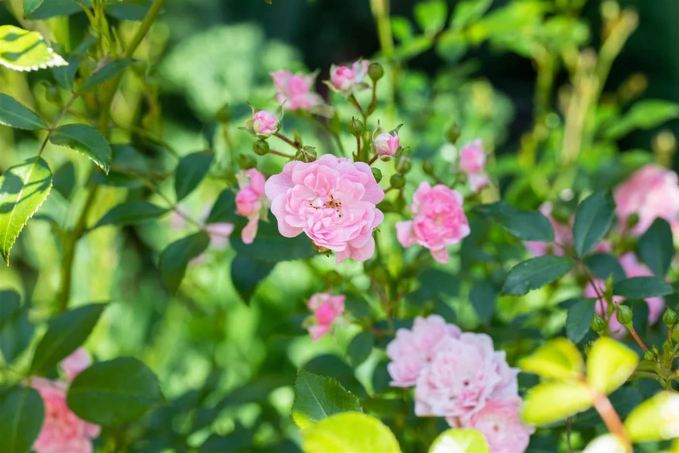 Pflanzen für Dich Rose Rosa 'The Fairy' Polyantha - Bild 4