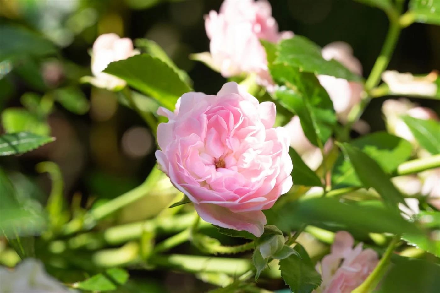 Pflanzen für Dich Rose Rosa 'The Fairy' Polyantha - Bild 5
