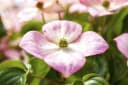 Cornus kousa chinensis 'Satomi' Chinesischer Blumen-Hartriegel 1 St. Bild 1
