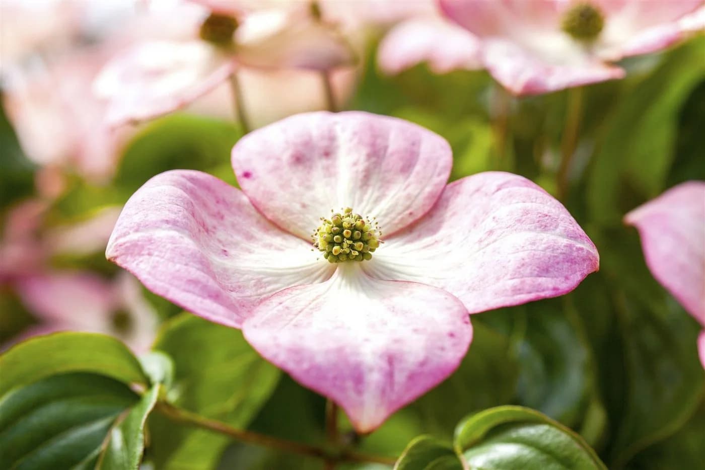 Cornus kousa chinensis 'Satomi' Chinesischer Blumen-Hartriegel 1 St.