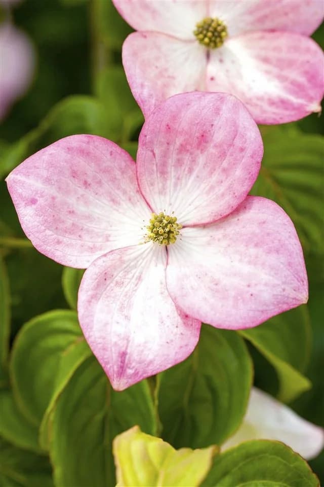 Cornus kousa chinensis 'Satomi' Chinesischer Blumen-Hartriegel 1 St. - Bild 2