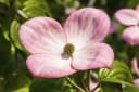 Cornus kousa chinensis 'Satomi' Chinesischer Blumen-Hartriegel 1 St. Bild 3