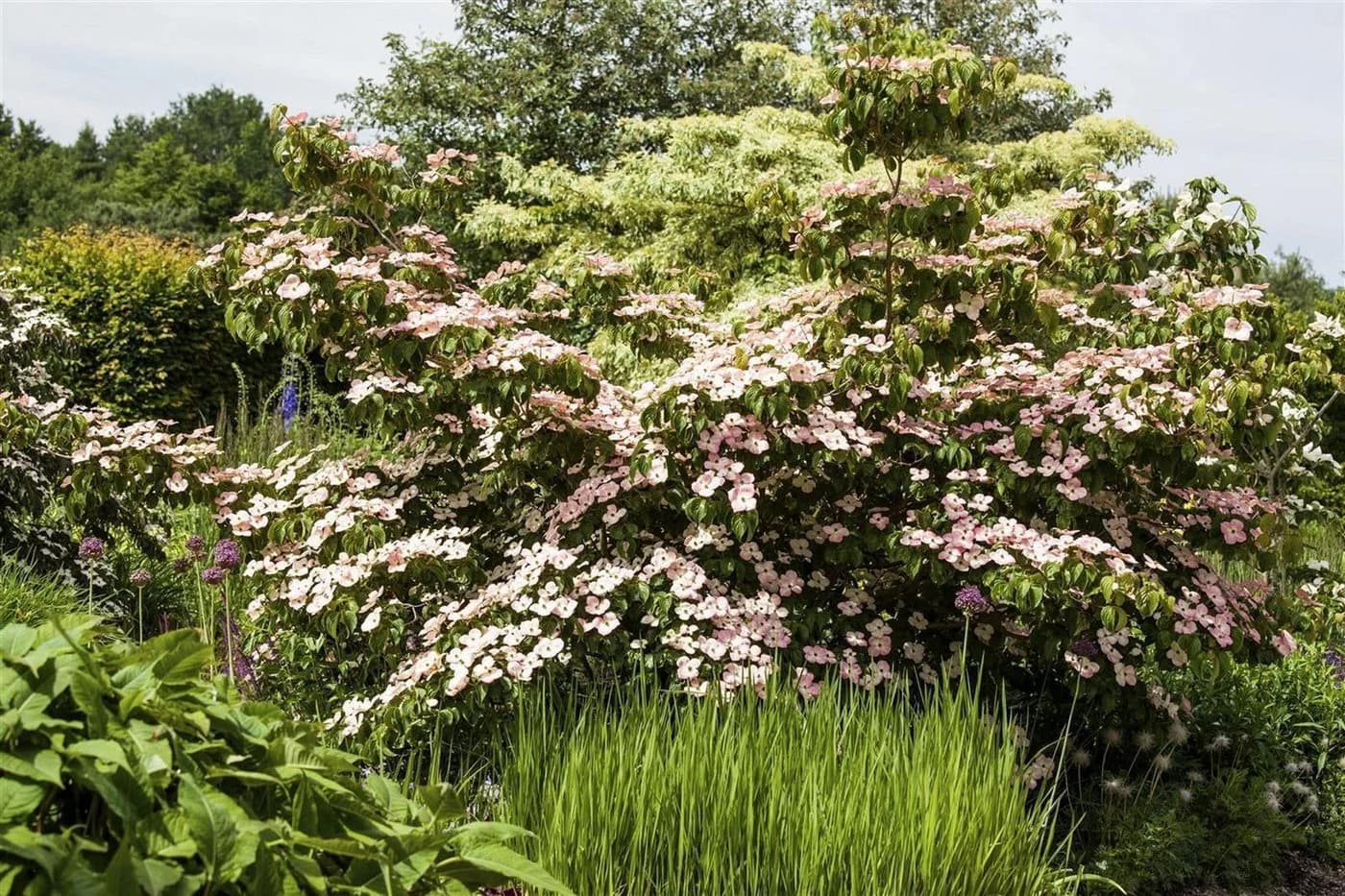 Cornus kousa chinensis 'Satomi' Chinesischer Blumen-Hartriegel 1 St. - Bild 4