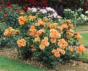 Pflanzen für Dich Rose Rosa Westerland - Duftende Strauchrose Bild 1