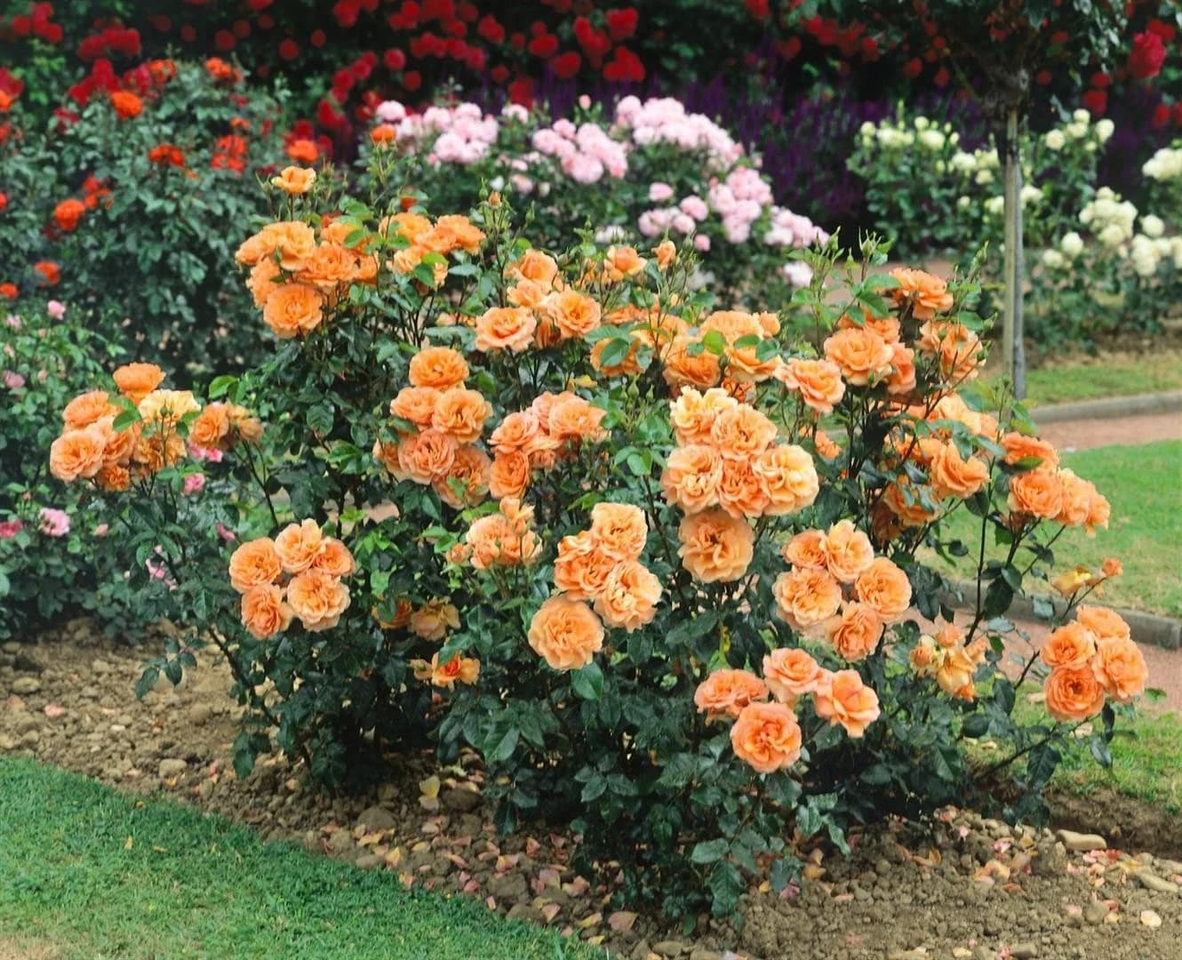 Pflanzen für Dich Rose Rosa Westerland - Duftende Strauchrose