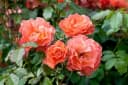 Pflanzen für Dich Rose Rosa Westerland - Duftende Strauchrose Bild 2