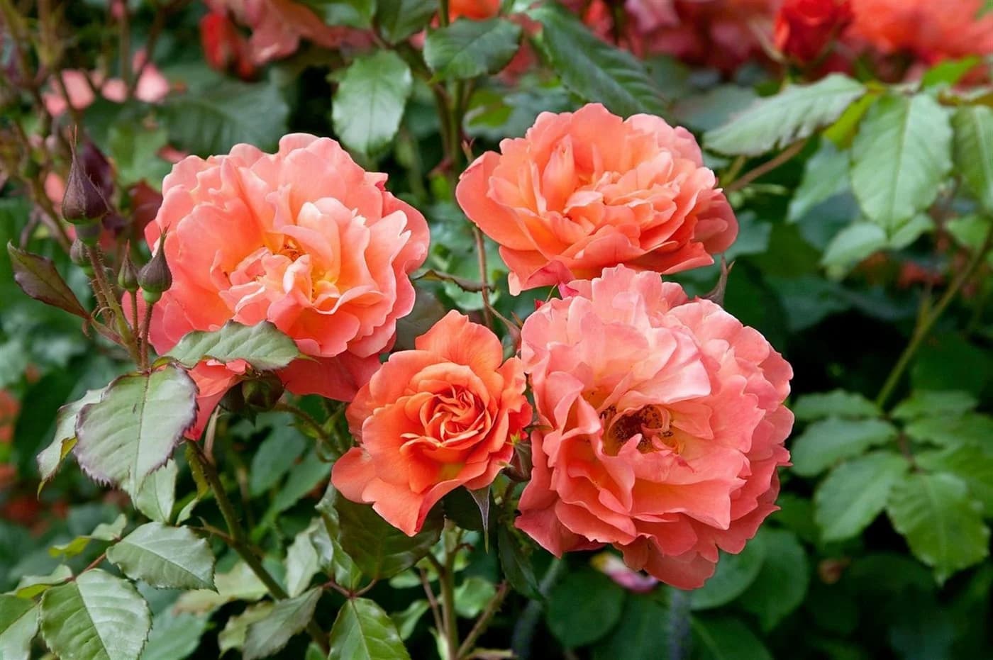 Pflanzen für Dich Rose Rosa Westerland - Duftende Strauchrose - Bild 2