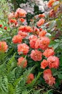 Pflanzen für Dich Rose Rosa Westerland - Duftende Strauchrose Bild 3