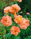 Pflanzen für Dich Rose Rosa Westerland - Duftende Strauchrose Bild 4