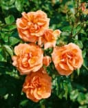 Pflanzen für Dich Rose Rosa Westerland - Duftende Strauchrose Bild 5
