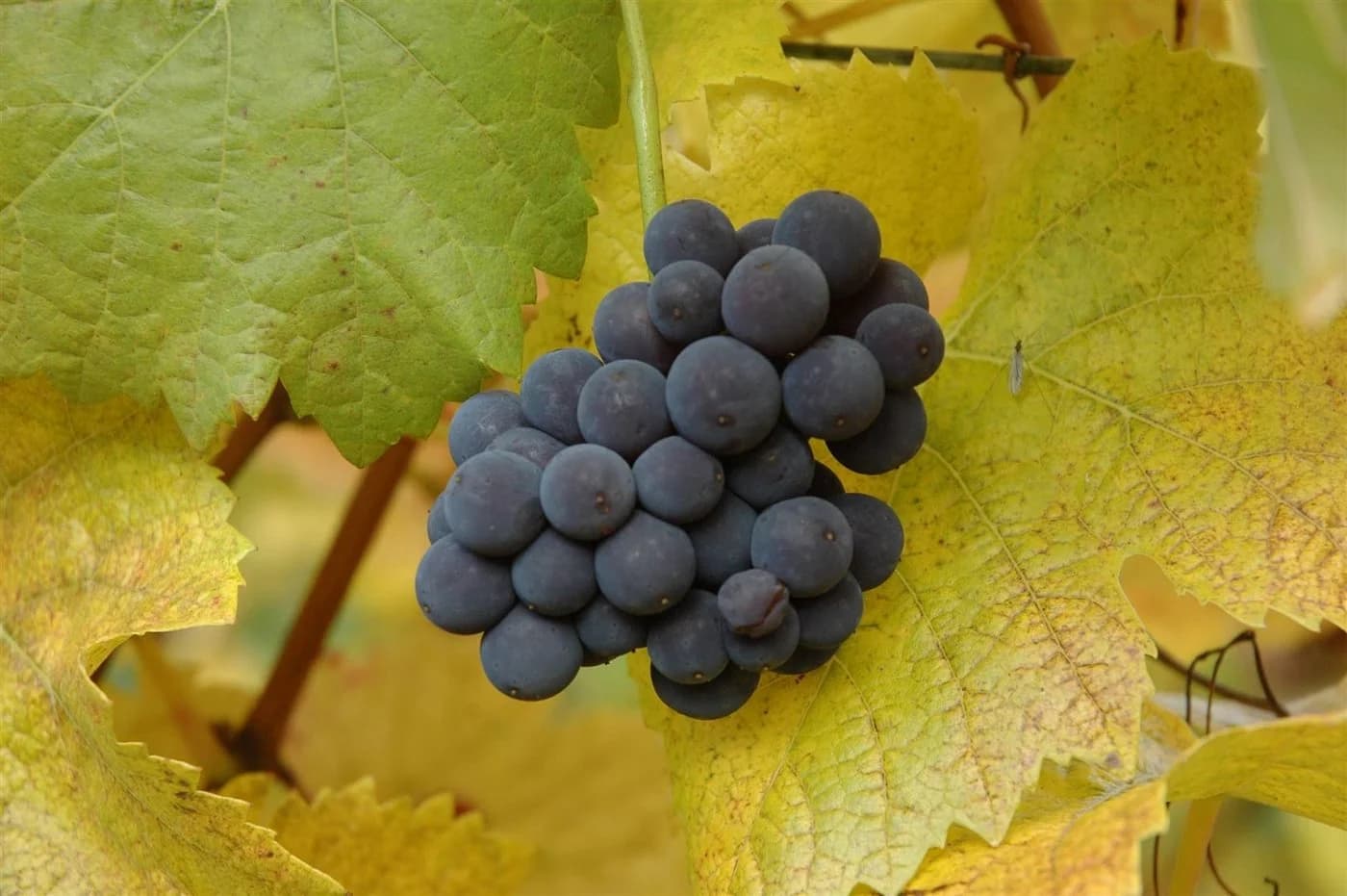 Pflanzen für Dich Obstpflanze Vitis vinifera Muscat bleu Blaue Trauben - Bild 1