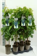 Pflanzen für Dich Obstpflanze Vitis vinifera Muscat bleu Blaue Trauben Bild 2