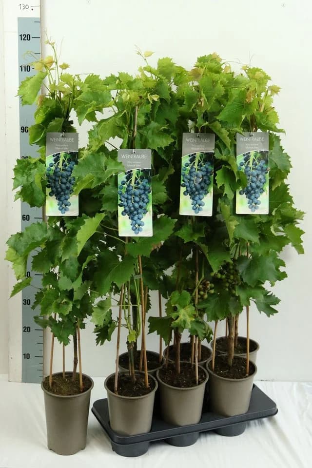 Pflanzen für Dich Obstpflanze Vitis vinifera Muscat bleu Blaue Trauben - Bild 2