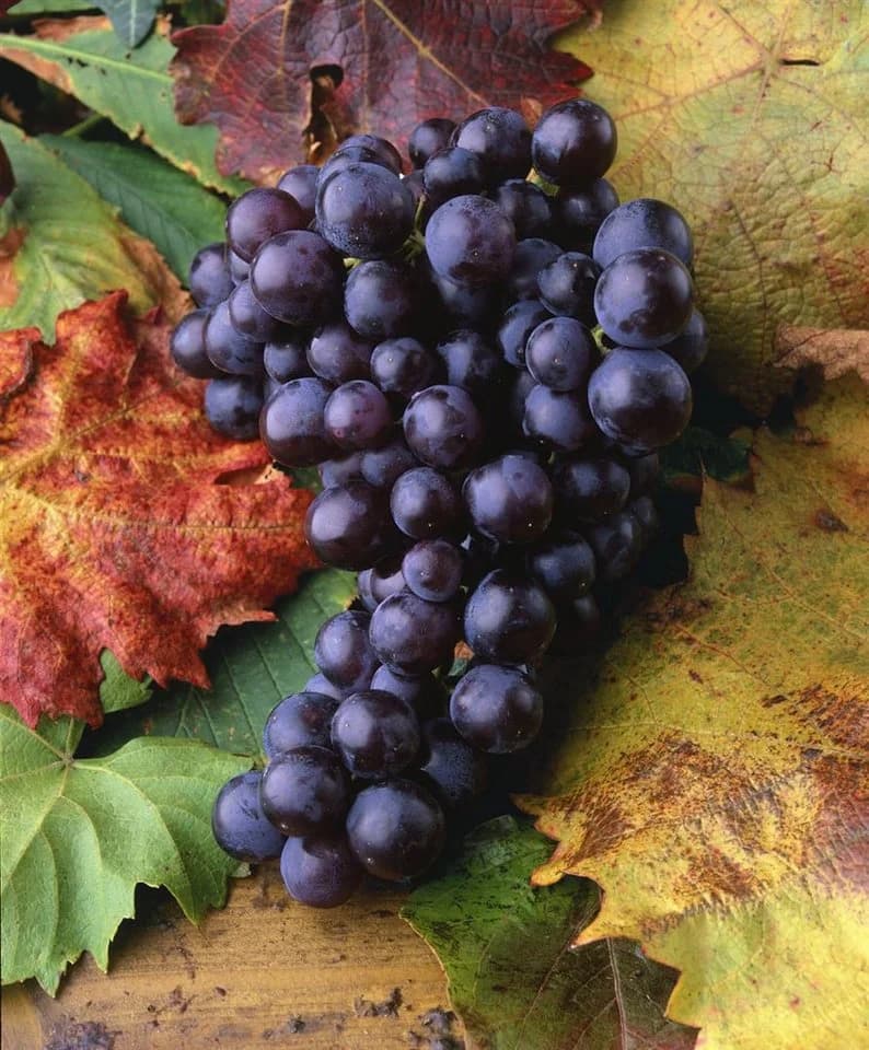 Pflanzen für Dich Obstpflanze Vitis vinifera Muscat bleu Blaue Trauben - Bild 3
