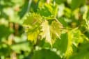 Pflanzen für Dich Obstpflanze Vitis vinifera Muscat bleu Blaue Trauben Bild 4
